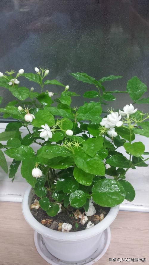 出门不在家怎么给家里的花浇水,出远门再也不用担心你会不会生病