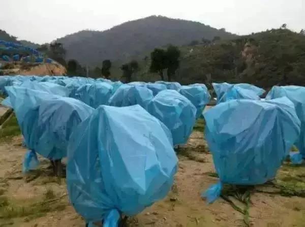 杨梅栽培技术与管理,杨梅种植管理技术