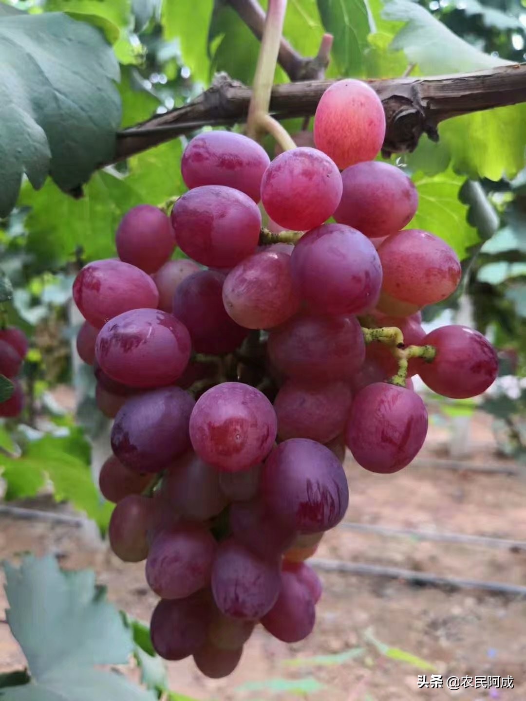 澳洲无核葡萄种植前景,葡萄种植前景与效益分析报告