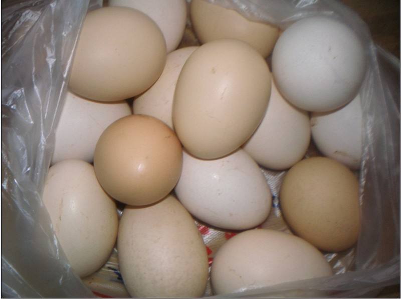 买鸡蛋时怎么看新鲜不新鲜,买鸡蛋时怎么挑新鲜鸡蛋