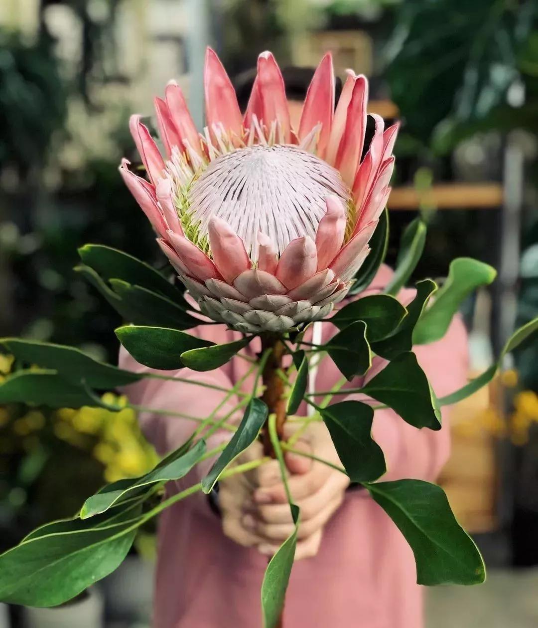 花要不要经常换水,花材正确处理方式及日常养护