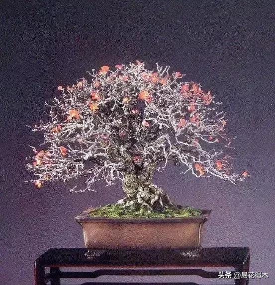 日本海棠的养殖方法,日本海棠花卉习性