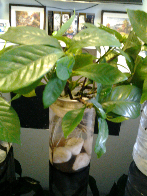 水培栀子花正确方法,栀子花水培生根