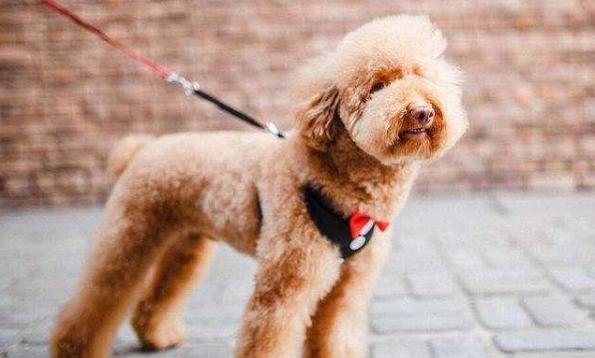 如果你想养动物怎么养,如果你想养小狗理由是什么