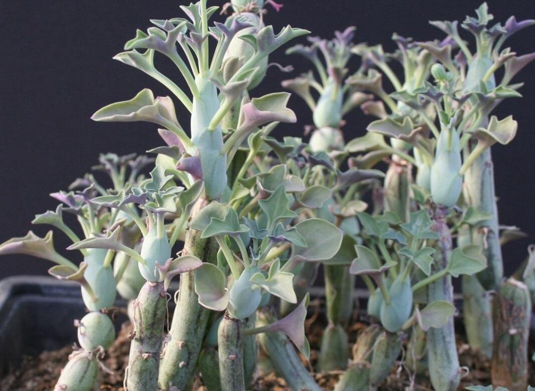 仙人笔怎么养,仙人笔多肉大冠幅