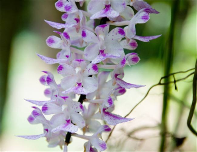 哪种兰花最名贵开花最好看,什么样的兰花品种开花好看又香