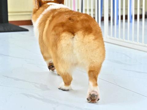 吸屁屁，短腿大耳肉嘟嘟，这家店进去就出不来了…