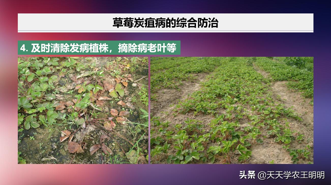 草莓得了炭疽病怎么办,草莓已经开花结果得炭疽病怎么治