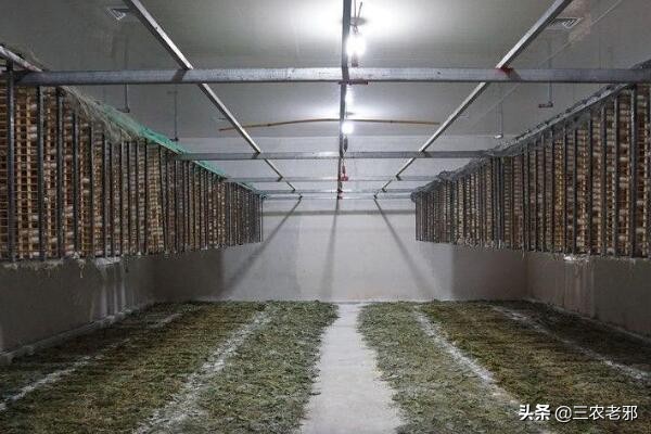 蚕茧如何增重,如何提高蚕簇利用率