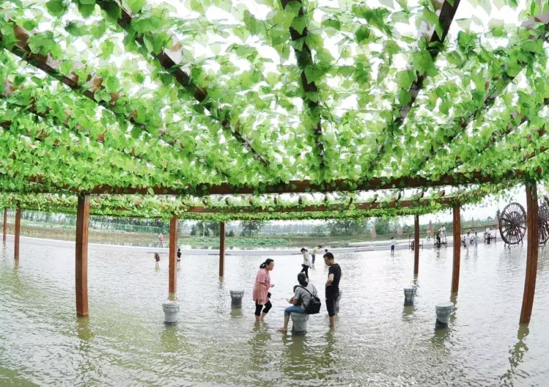 金湖荷花荡图片,金湖荷花荡介绍