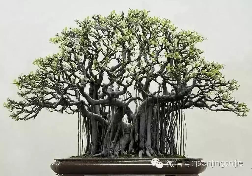 大师级老桩盆景欣赏,精美绝伦的老桩盆景