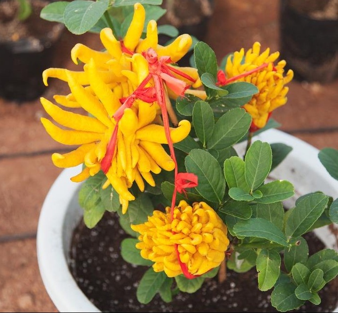 佛手树桩盆景制作教程,佛手盆栽制作方法