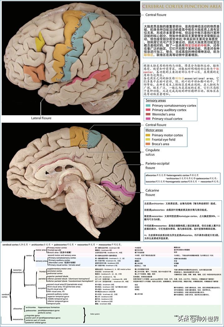 大脑皮质的功能定位总结,基础心理学神经系统的结构及功能