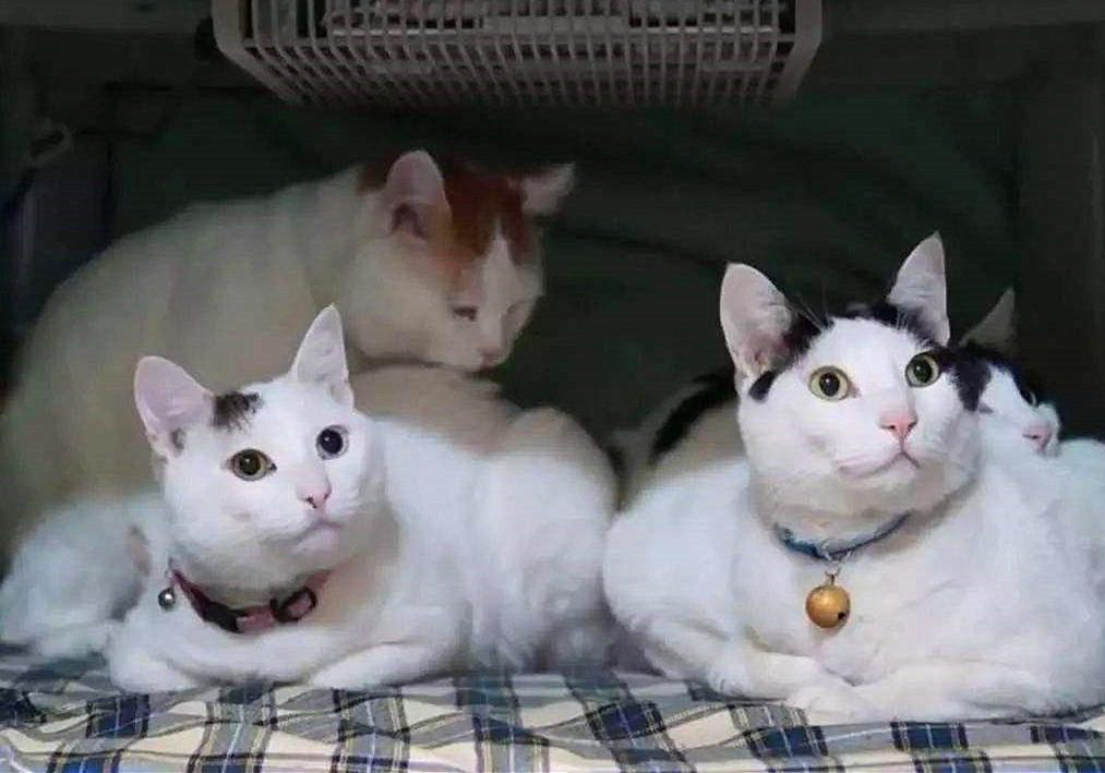 猫咪有毛怎么还怕冷,别看猫咪那么多毛猫咪是很怕冷的