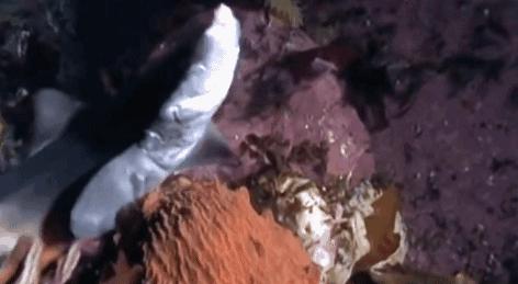 透明变异章鱼 (章鱼体内白色球状物是什么)