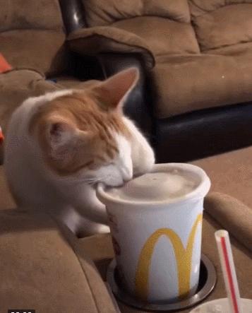 猫咪没坏心眼视频,猫咪没有坏心思在线阅读