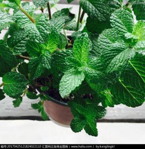 盆栽薄荷种植方法图解视频,薄荷盆栽怎么做好吃