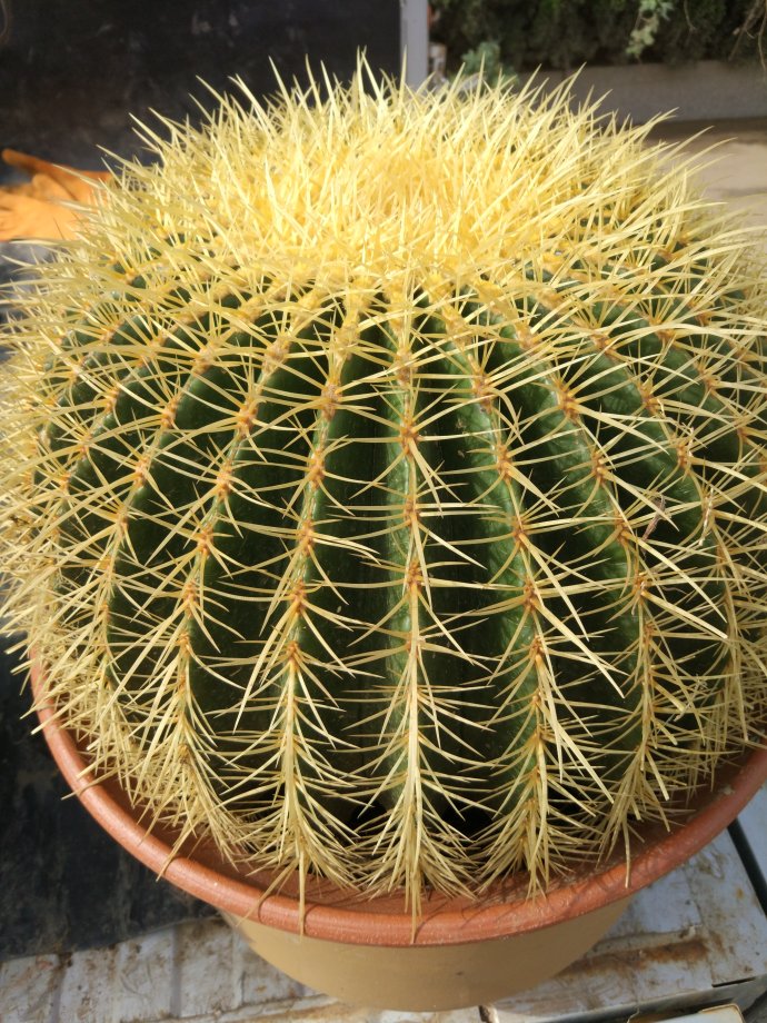 浇水过多死的植物,最容易浇死的6种花