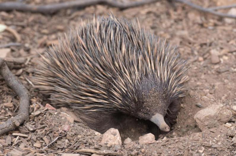 婢虫床閽堥脊鍒虹尙,鍏ㄤ笘鐣屾渶澶ч拡榧瑰拰鍒虹尙