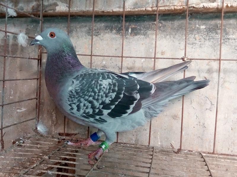 刚抓来的成年伯劳该怎么饲养,初养伯劳鸟的饲养方法