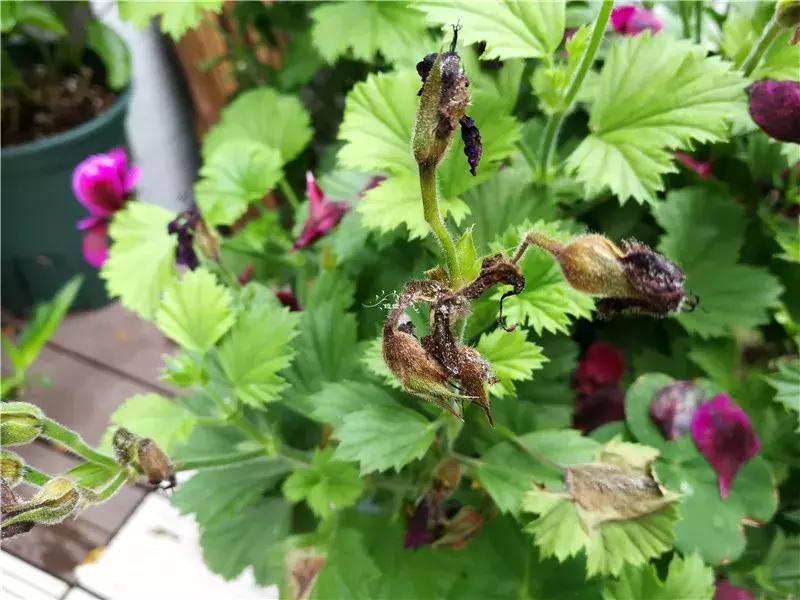 天竺葵的养护视频,垂吊天竺葵的养护