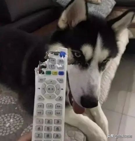 哈士奇被欺负躲在墙角,哈士奇又贱又怂