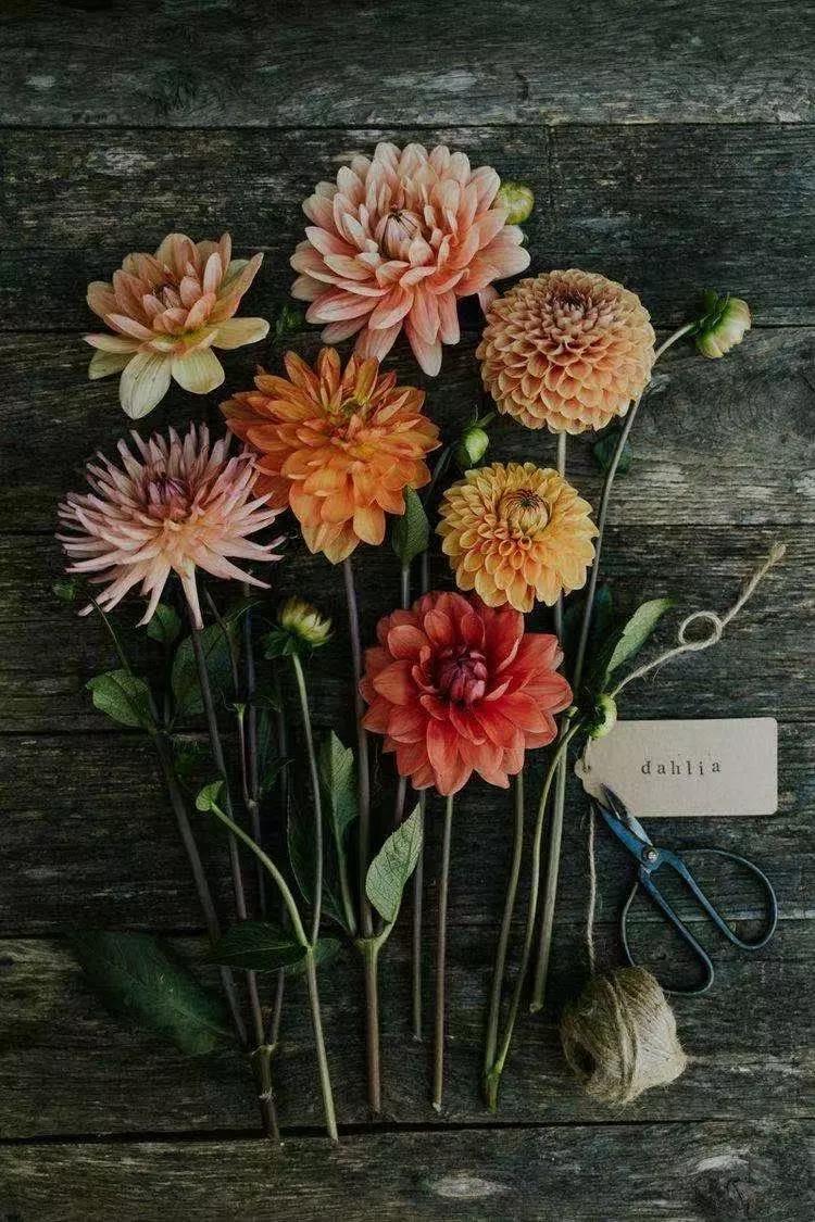 纯小白买花攻略,小白买股实操