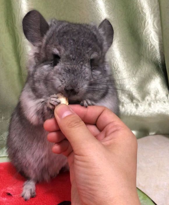 每个人心里都有只龙猫,每个人心中都有一只猫