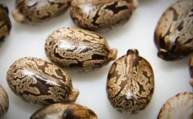 嘉实多润滑油广告语,嘉实多润滑油的特点