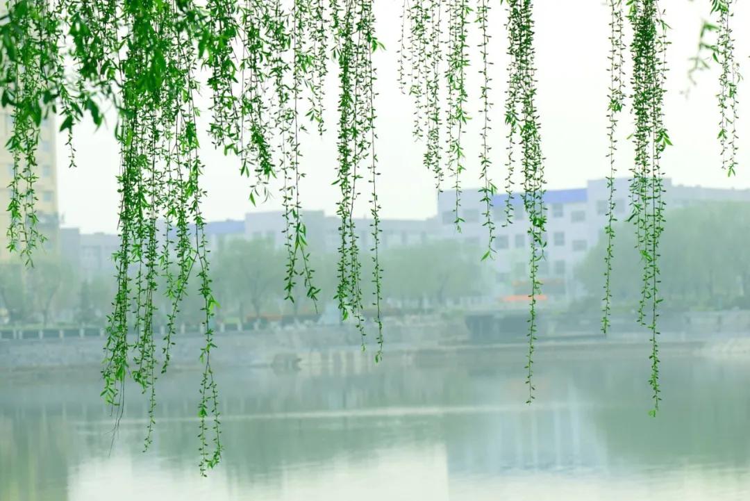 新乡职业技术学院开学,新乡职业技术学院绽放建筑