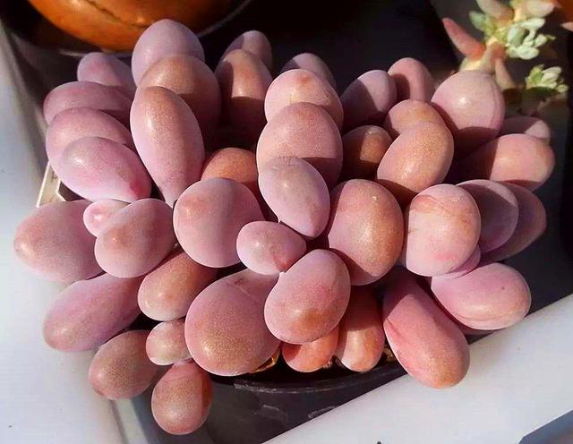 桃蛋如何把叶子养圆,桃蛋怎么养才能胖嘟嘟粉嘟嘟的