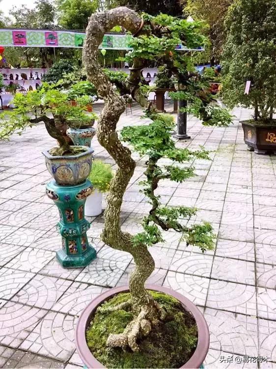 清香木黄叶掉叶是什么原因引起的,清香木盆景黄叶掉叶