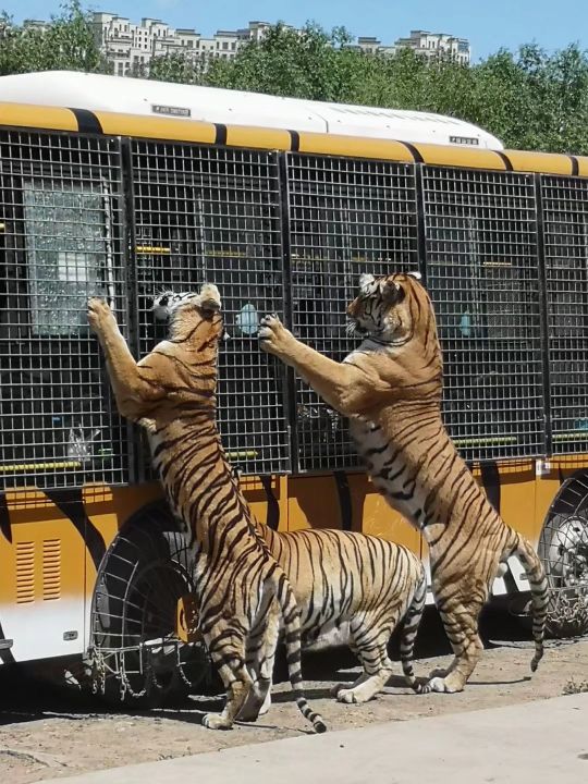 哈尔滨海拉尔呼伦贝尔旅游游记,哈尔滨漠河满洲里旅游攻略