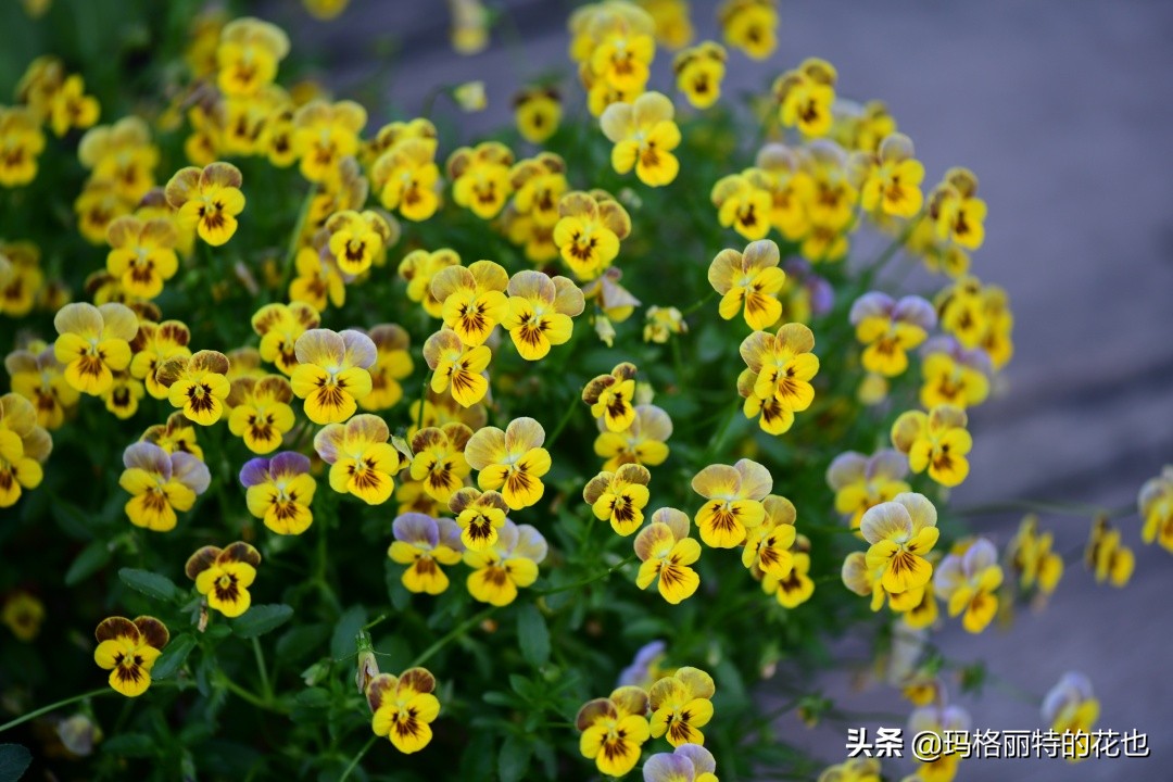 徒长花草怎样处理,徒长的树木怎么处理
