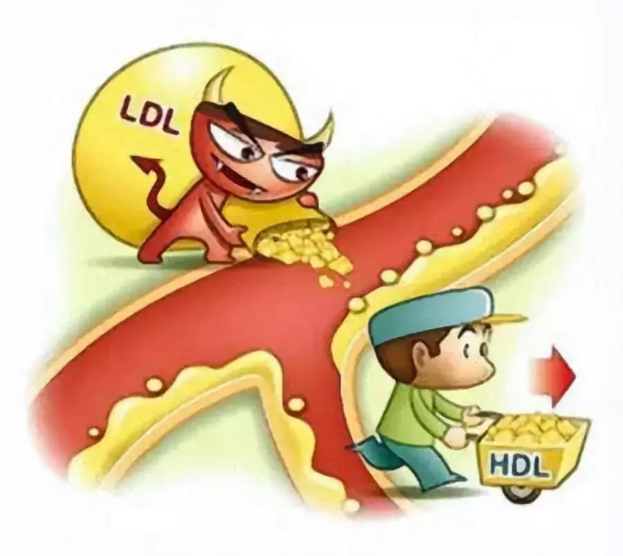 血清载脂蛋白a和脂蛋白a的区别,脂蛋白a和载脂蛋白高怎么回事