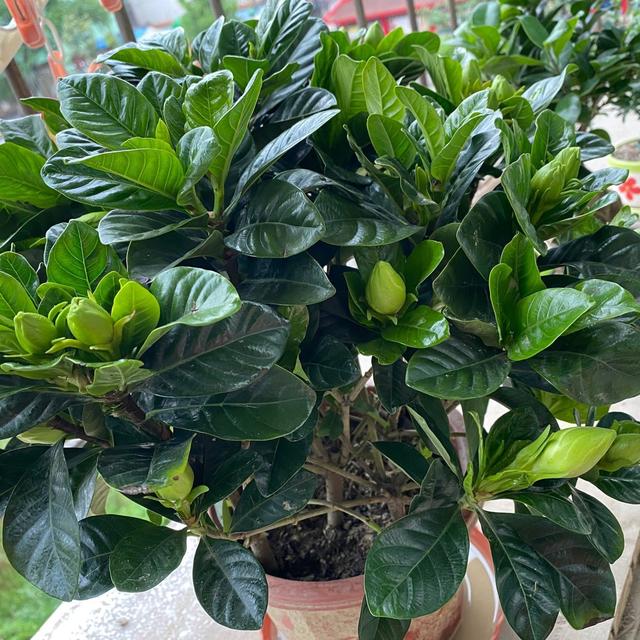 栀子花叶片发皱怎么消除,栀子花叶片发黄小妙招