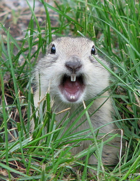 关于兔子有什么迷信吗,兔子误区