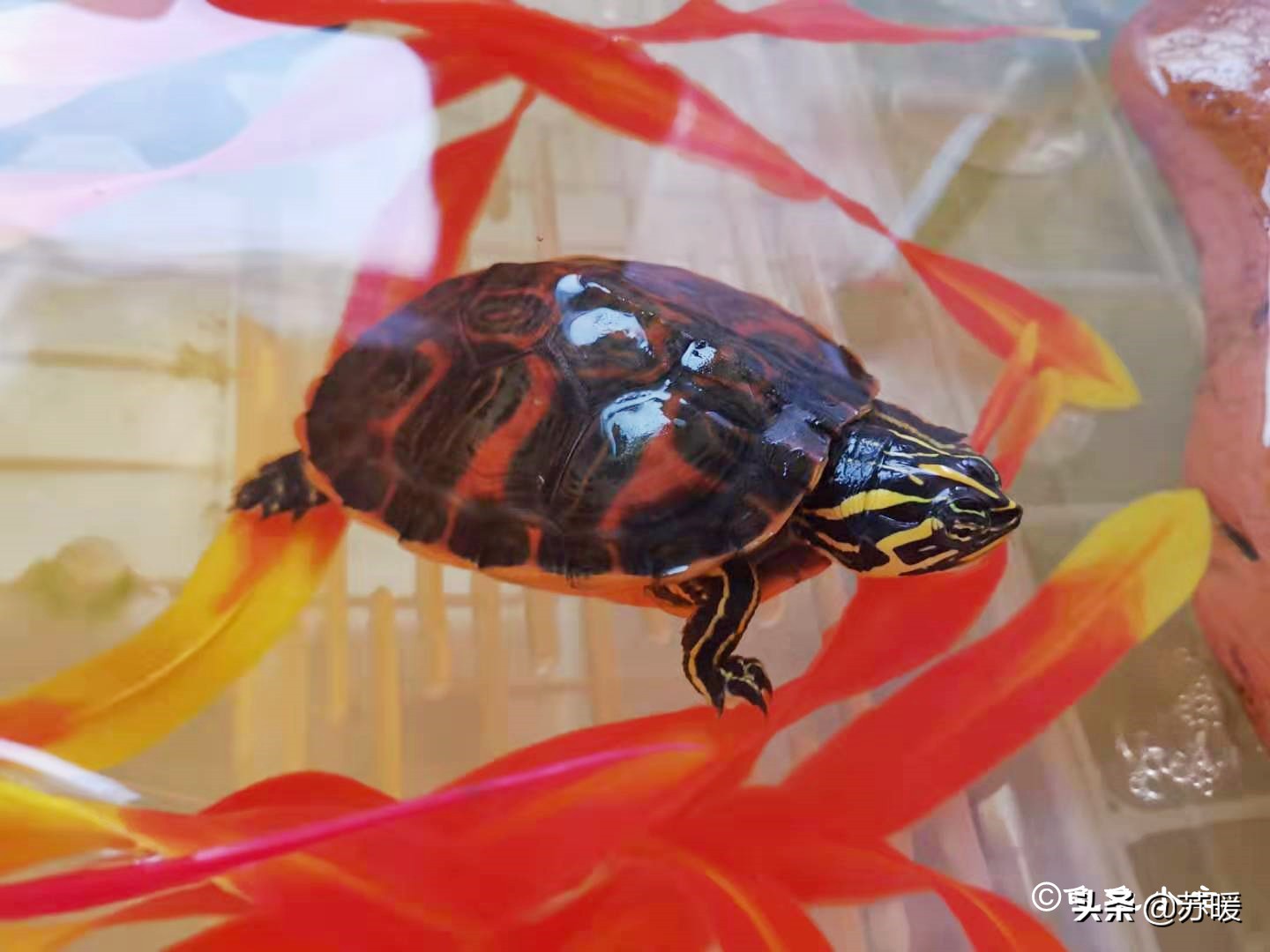 如何看龟龟肺炎好了,龟龟肺炎