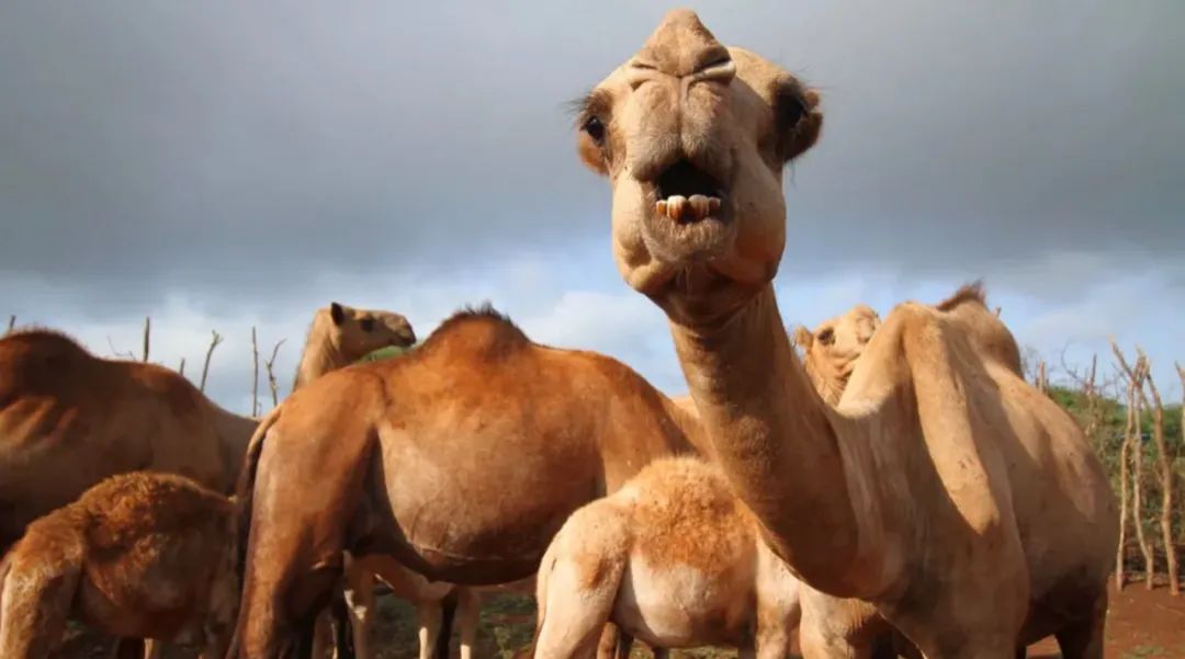 新冠病毒放大1000倍有多恐怖,这次的新型冠状病毒有多严重