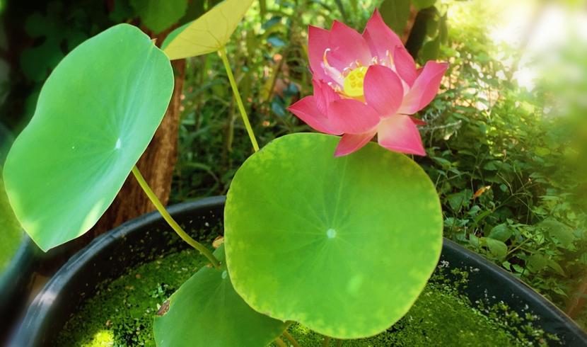 好看的中小型荷花品种,空间小养绿植