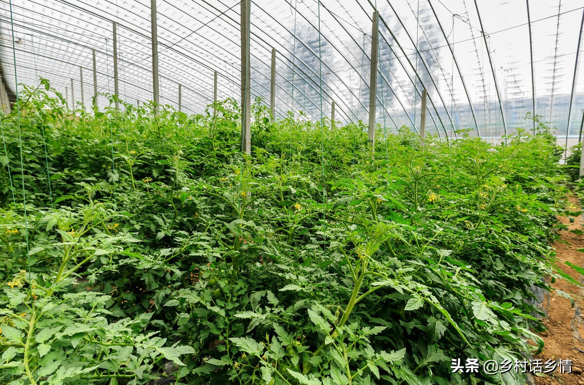 黄瓜、茄子等黄叶怎么办？试试这几个方法，到秋后叶子还浓绿