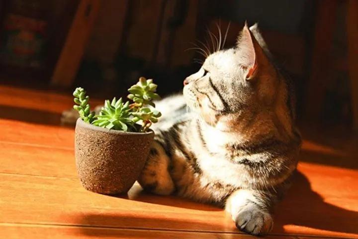 优投项目有哪些,优投资