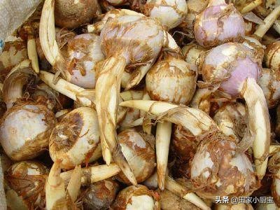 含有天然叶酸的食物,这五种食材天然叶酸高