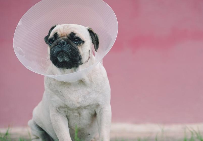 狗狗舔伤口有什么危害,为什么狗狗不能舔伤口