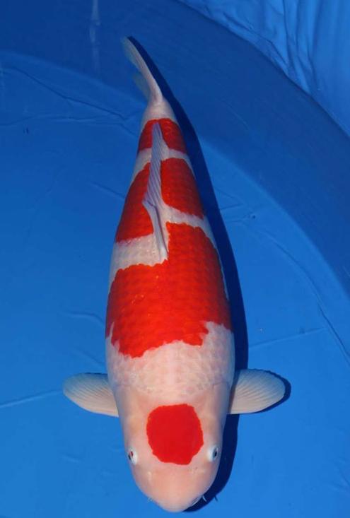 锦鲤的十三个大类名字叫什么,锦鲤十三鳞