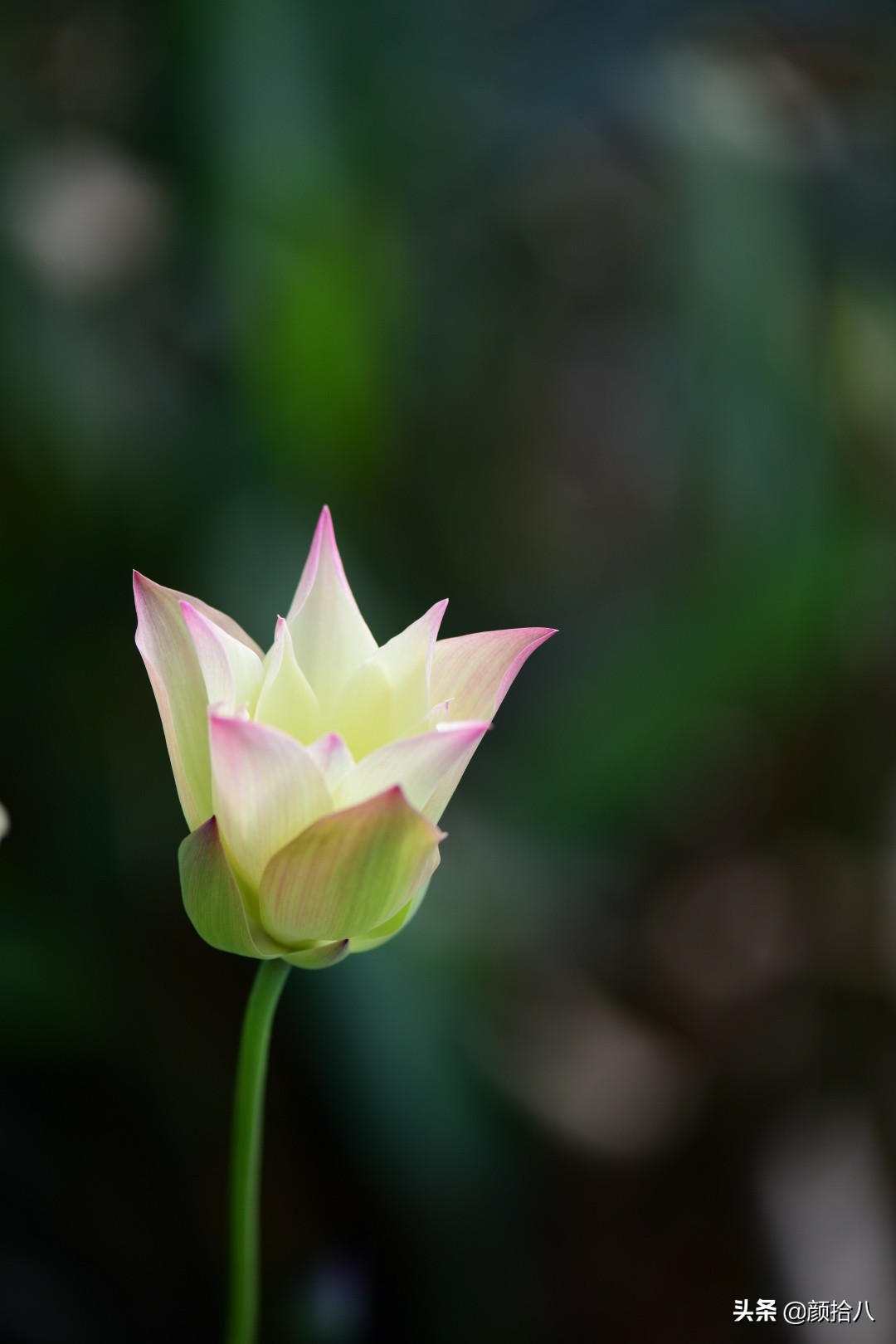 碗莲种藕生长到开花全过程,碗莲种藕到开花的过程