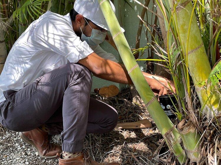 以蚊治蚊,以蚊治蚊技术