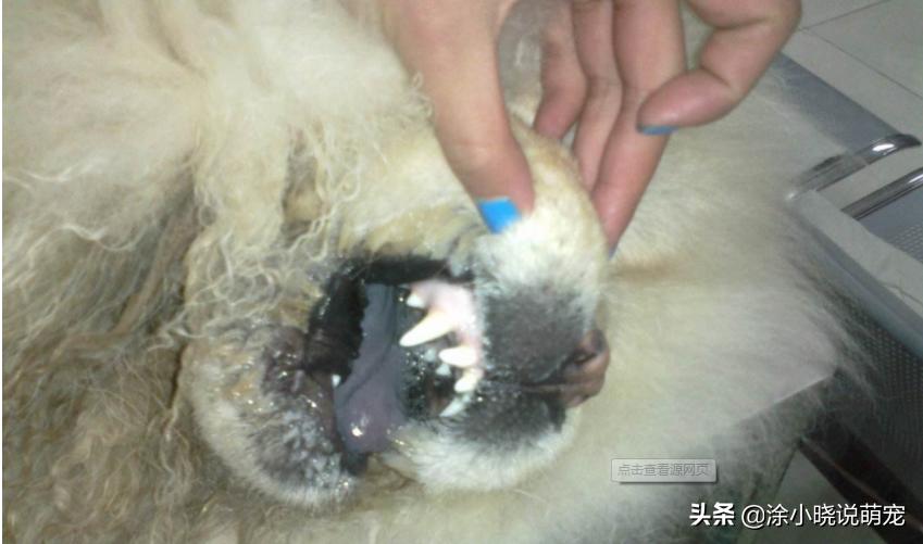 狗狗贫血原因和解决办法,狗狗贫血严重了会导致什么症状