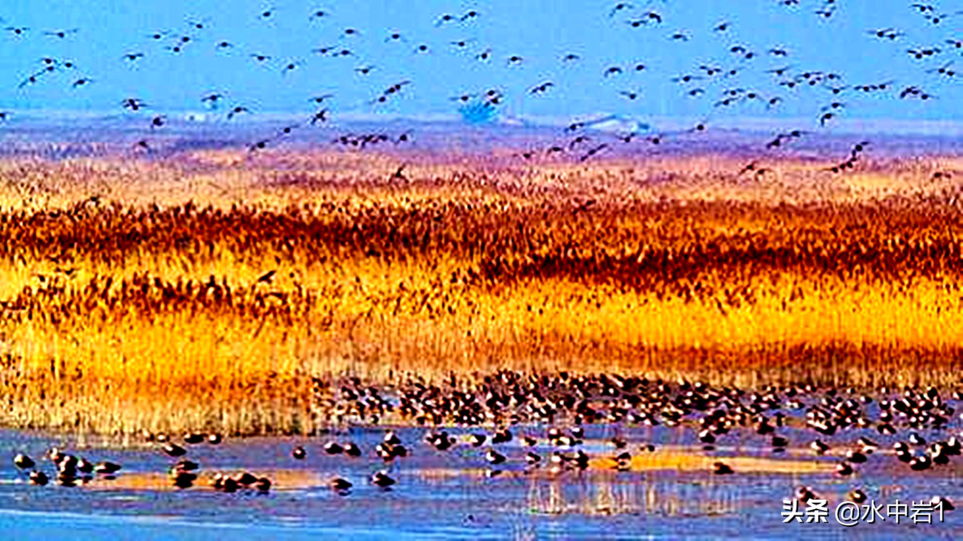 长江流域湿地生态环境保护,长江流域环境保护成果