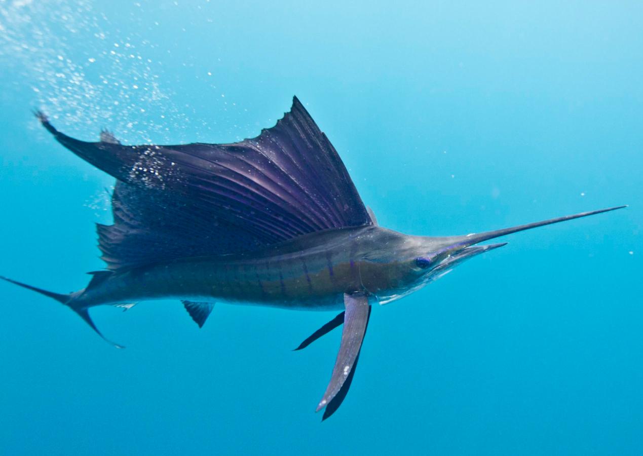 剑鱼vs旗鱼vs金枪鱼谁速度快,游得最快的海洋动物旗鱼